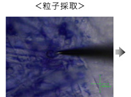形態観察→粒子採取→ピックアップ