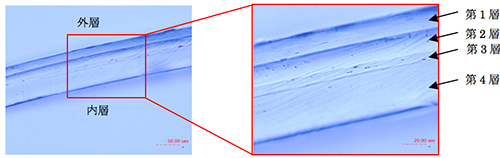 図1 包装袋の光学顕微鏡写真