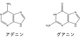 アデニン、グアニン