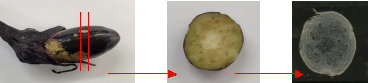 図1ナス全体、ナス断面及びナス切片の光学画像