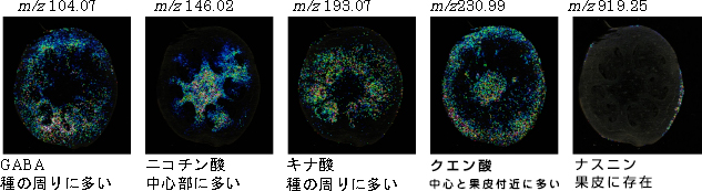 図2　ナス切片のイメージング像