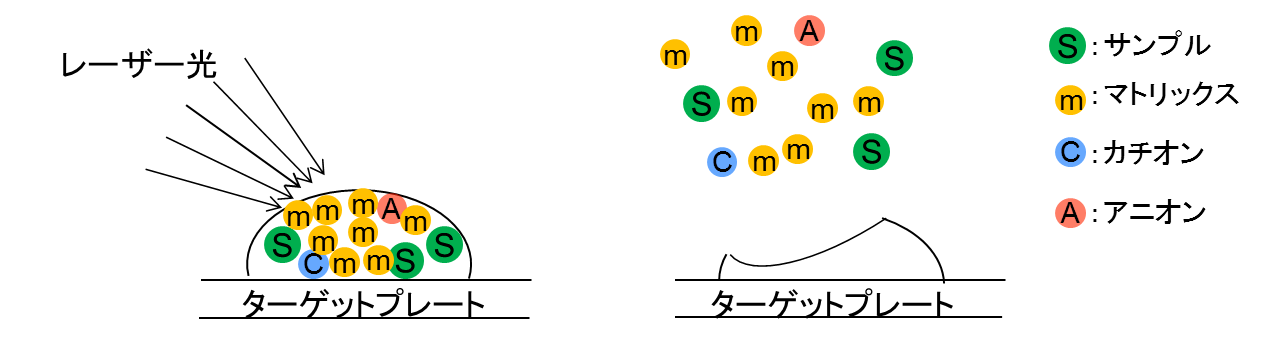 図1 MALDI/MSのイオン化イメージ