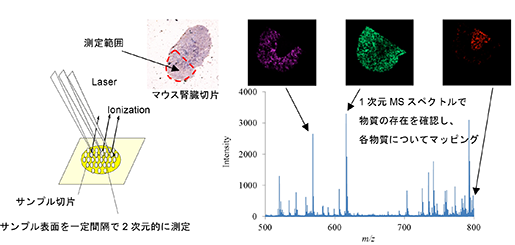 イメージング質量分析の画像