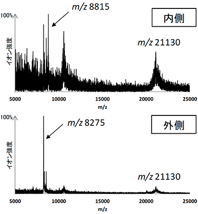 図2　水晶体のMSスペクトル（上：内側部分、下：外側部分）