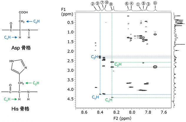 図2　Asp、His骨格（左）およびバシトラシンAの1H-1H TOCSYスペクトル（右）
