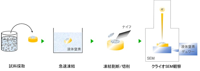クライオSEM 観察フロー